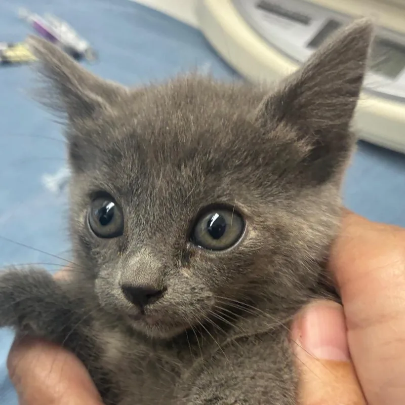 A baby small-sized female Gray / Blue / Silver Domestic Short Hair cat named Barriss for adoption in Corpus Christi, TX