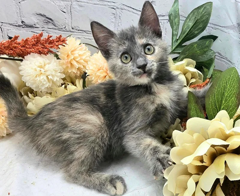Maisie  The Sweet thumbnail 3