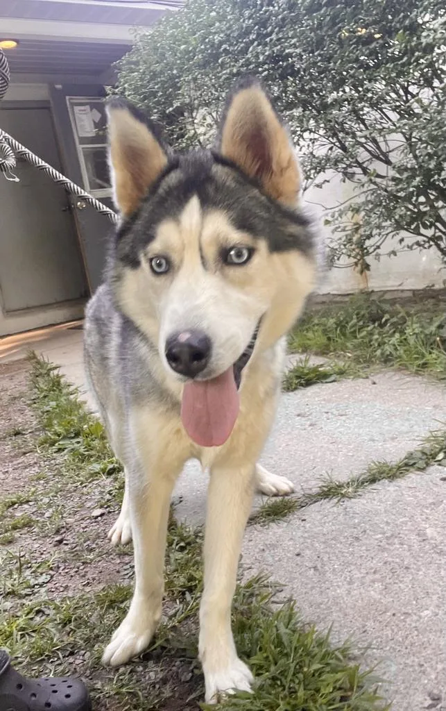 An adult medium-sized male Husky dog named Cade for adoption in Port Jervis, NY