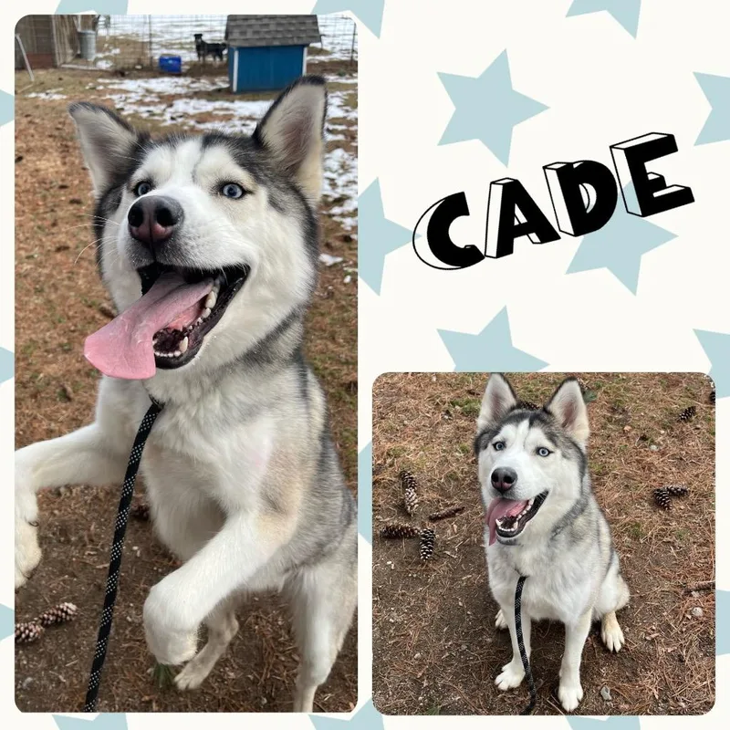 Cade thumbnail 2