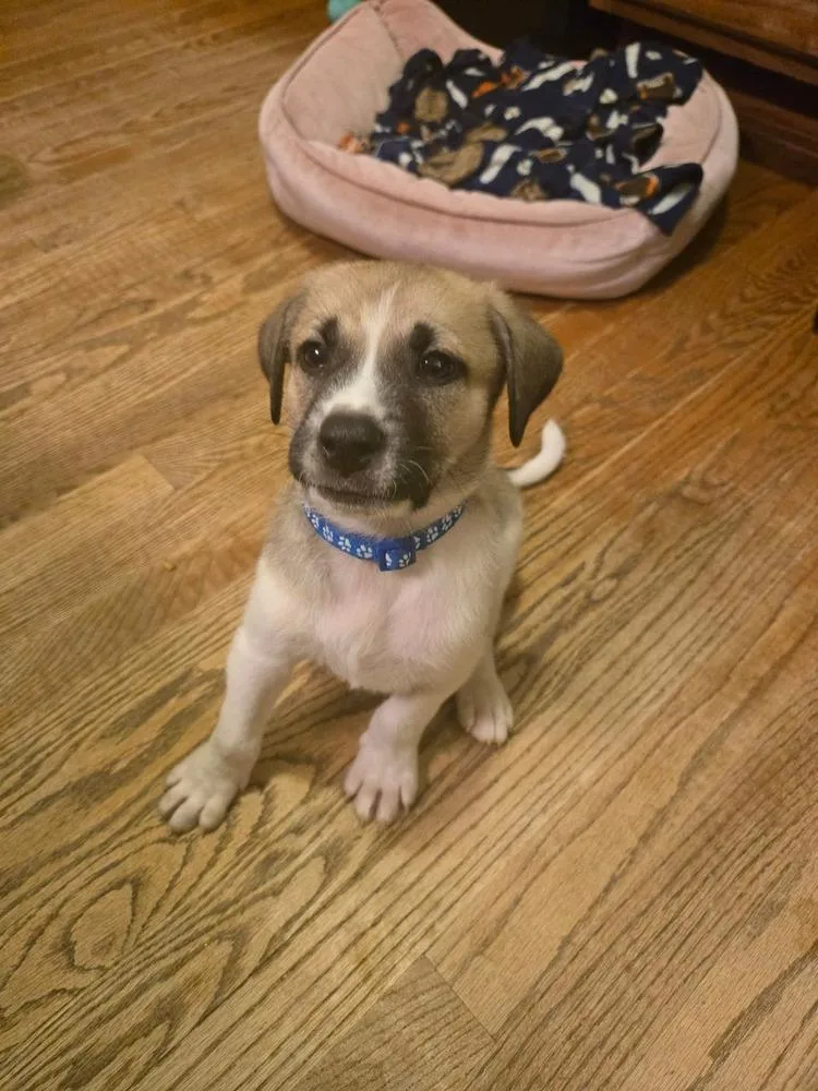 A baby small-sized male Tricolor (Brown, Black, & White) Great Pyrenees dog named Judge for adoption in Wendell, NC