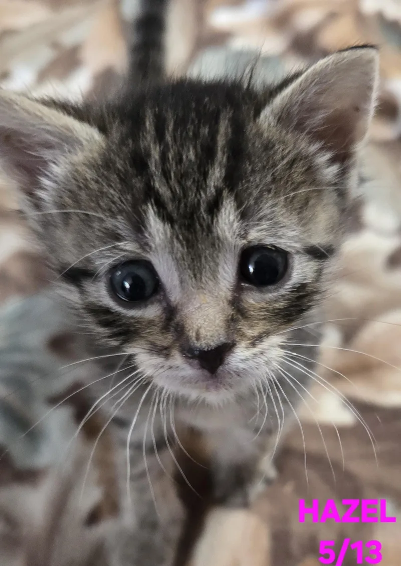 Hazel