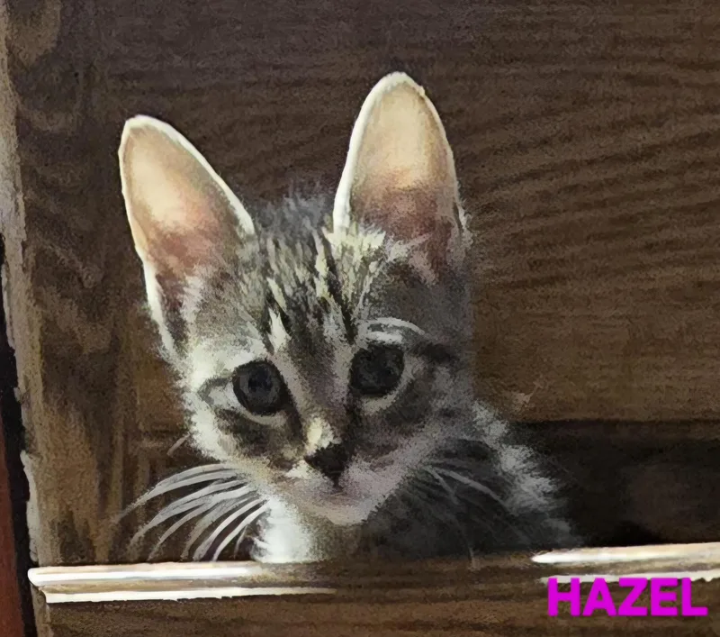 Hazel thumbnail 2