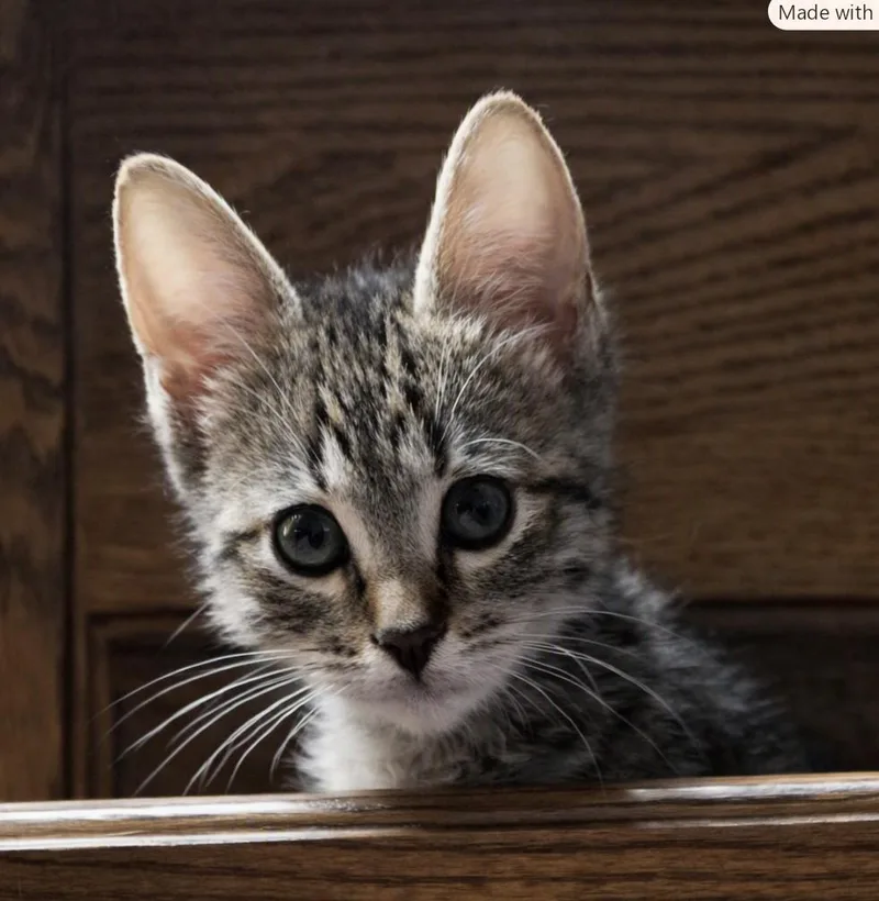 Hazel thumbnail 3