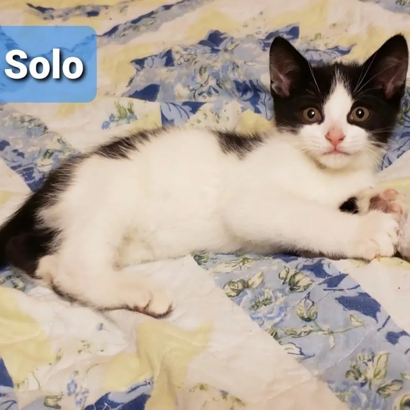 A baby small-sized male Black Domestic Short Hair cat named Solo for adoption in Carmel, IN