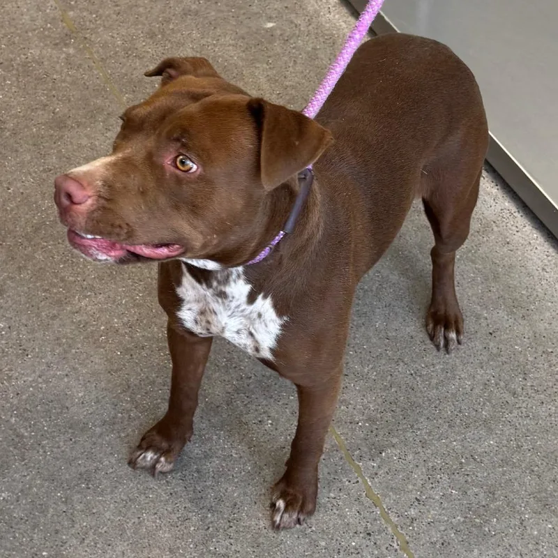 An adult medium-sized female Brown / Chocolate Mixed Breed dog named Cappuccino for adoption in Las Cruces, NM