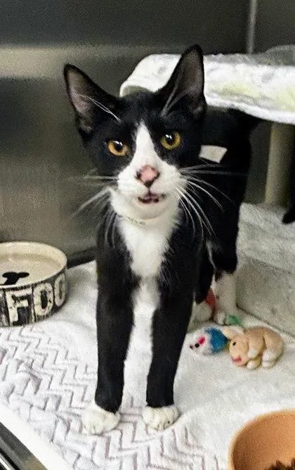 A young small-sized male Domestic Short Hair cat named Rune for adoption in Munster, IN