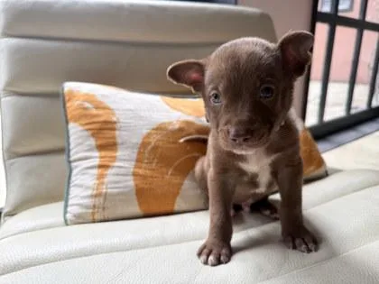 Rico
