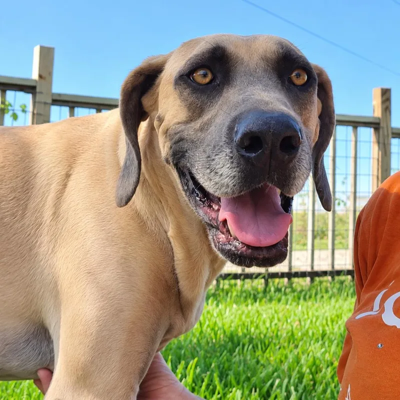 An adult large-sized male Hound dog named Boone for adoption in Seguin, TX