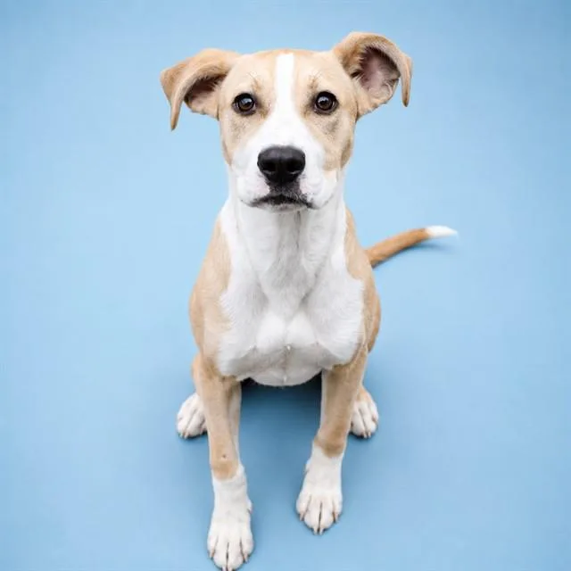 A young small-sized female Labrador Retriever dog named Fawn for adoption in Westminster, MD
