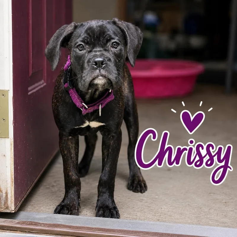 Chrissy