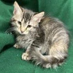 A baby medium-sized female Tabby (Gray / Blue / Silver) Domestic Short Hair cat named Cocoa for adoption in Green Valley, AZ