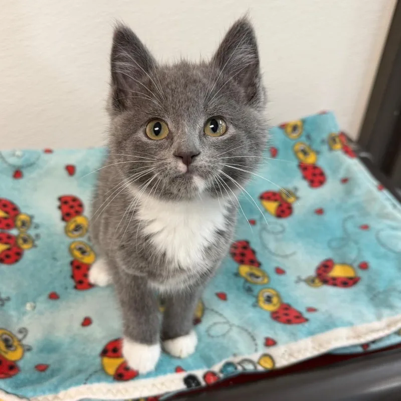 A baby small-sized female Gray / Blue / Silver Domestic Short Hair cat named Scrunchie for adoption in Detroit Lakes, MN