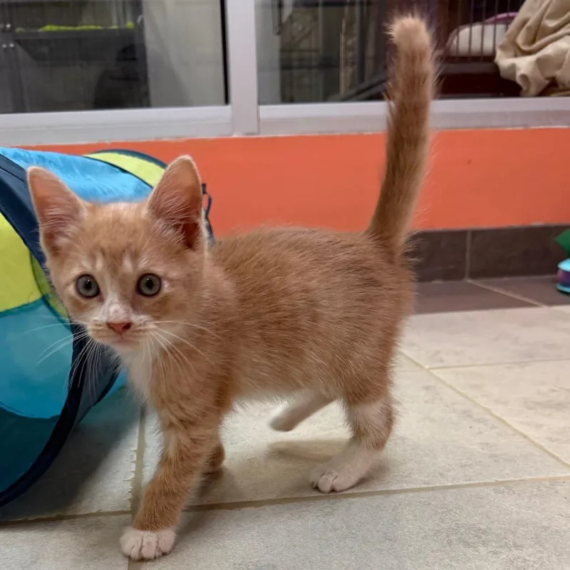 A baby small-sized male Buff / Tan / Fawn Domestic Short Hair cat named Sullivan for adoption in Columbus, GA
