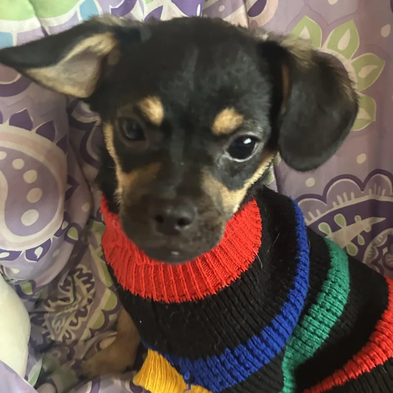A baby small-sized male Black Shih Tzu dog named Bill for adoption in Madison Heights, MI