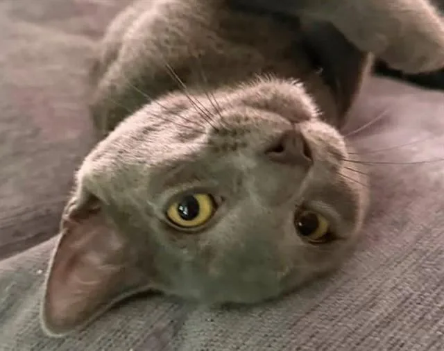 A baby small-sized male Domestic Short Hair cat named Alex for adoption in Springfield, MA