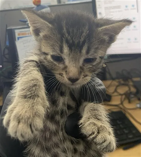 A baby medium-sized female Domestic Short Hair cat named Miriam for adoption in Dallas, TX
