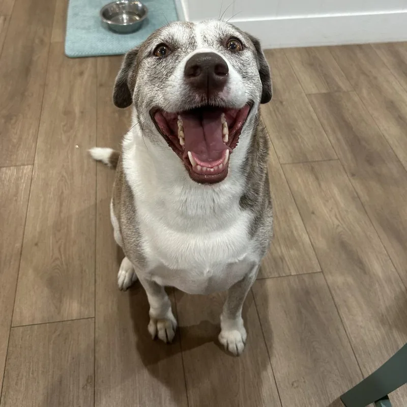 An adult large-sized female Brown / Chocolate Mixed Breed dog named Bella for adoption in LOXAHATCHEE, FL