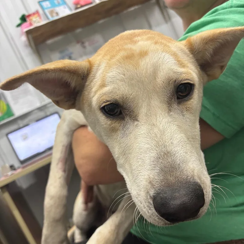 A young medium-sized male Yellow / Tan / Blond / Fawn Mixed Breed dog named Hershel for adoption in Corbin, KY