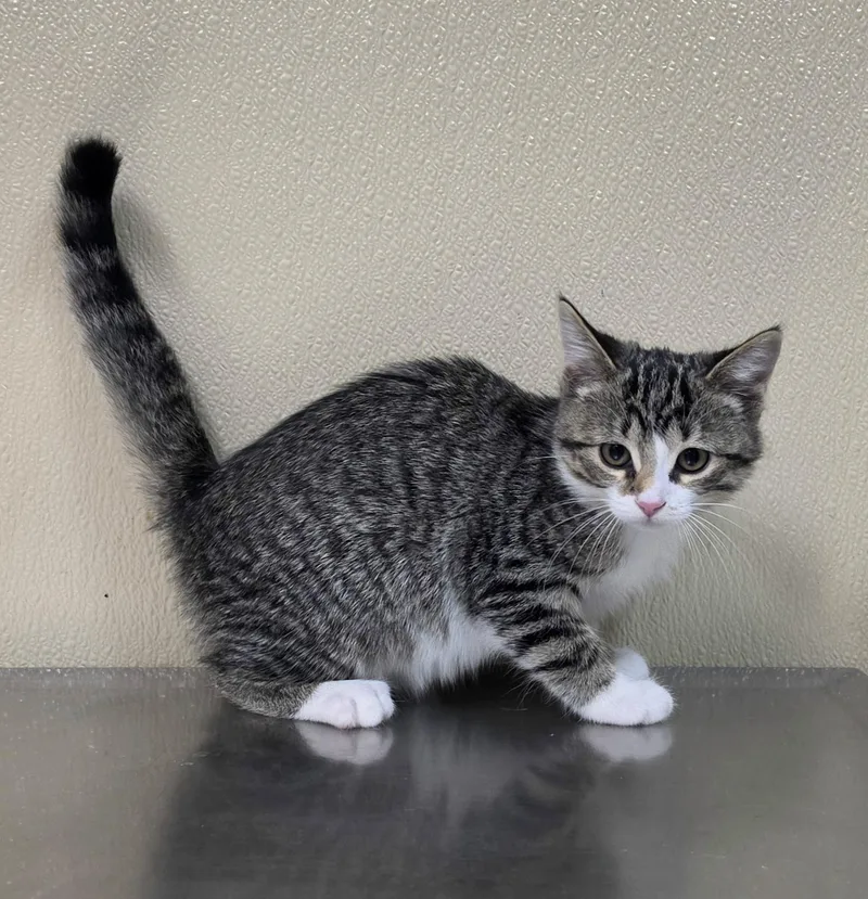 A baby medium-sized female Domestic Short Hair cat named Carrie for adoption in Brainerd, MN