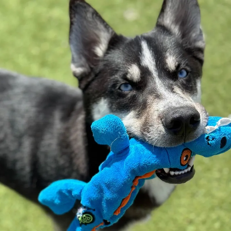 A young medium-sized male White / Cream Husky dog named Oso for adoption in Santa Barbara, CA