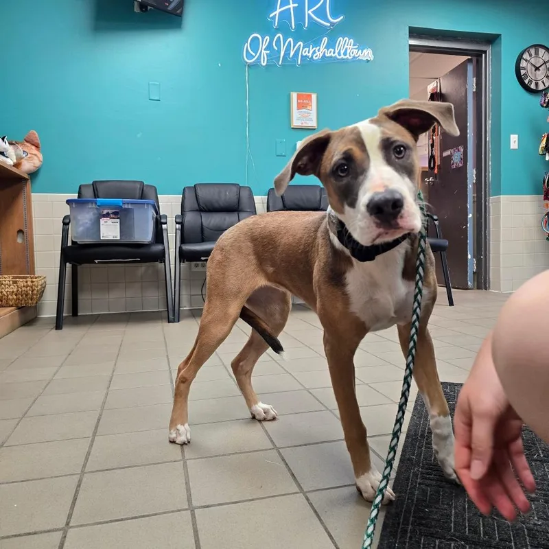 A young medium-sized female Brown / Chocolate Mixed Breed dog named Laila for adoption in Marshalltown, IA