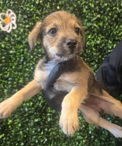 A baby small-sized female Brown / Chocolate Schnauzer dog named 61295525 for adoption in El Paso, TX