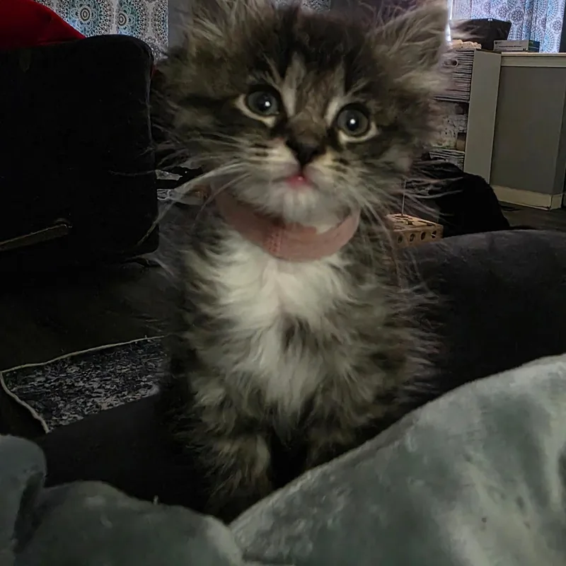 A baby medium-sized female Tabby (Gray / Blue / Silver) Domestic Long Hair cat named Violet for adoption in West Jefferson, OH