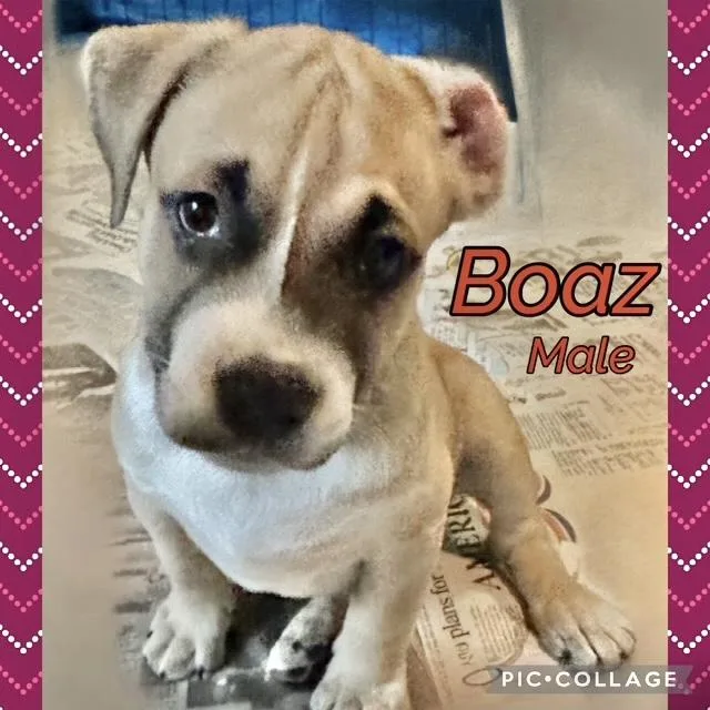 A baby medium-sized male Boxer dog named Boaz for adoption in Manchester, CT