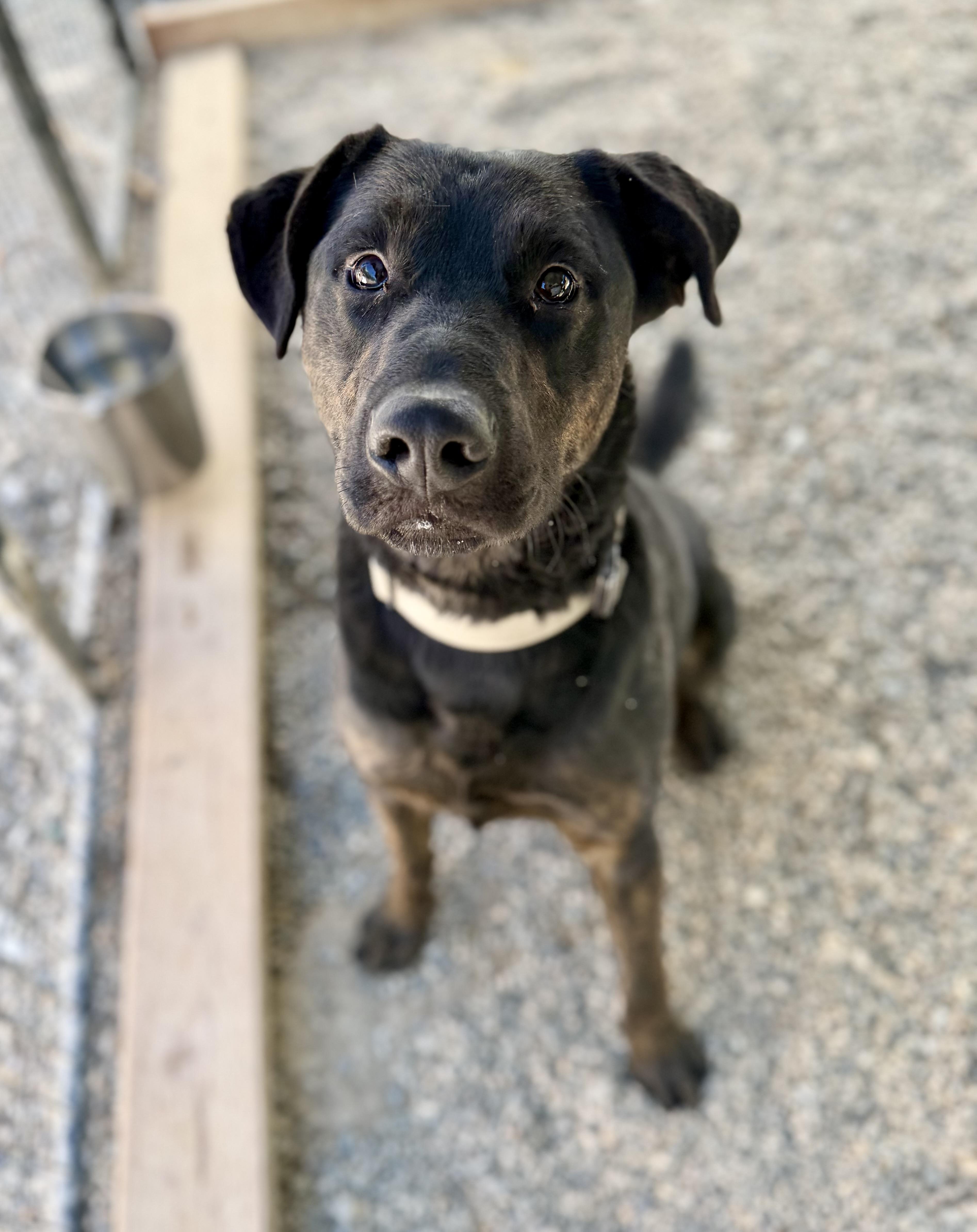 An adult large-sized male Black Labrador Retriever dog named Jake for adoption in Sonora, CA