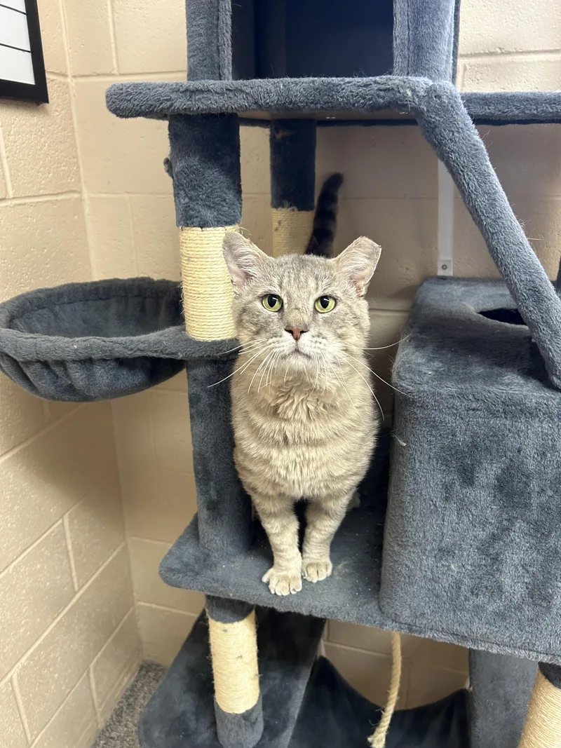An adult large-sized male Gray / Blue / Silver Tabby cat named Grunkle Stan for adoption in Washington, UT