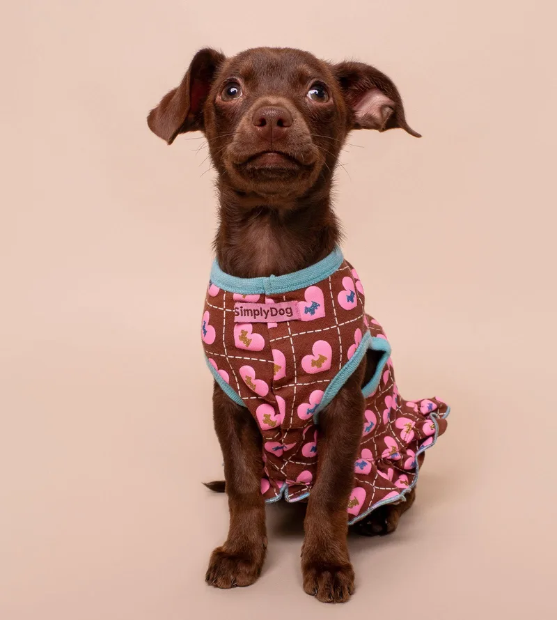 A baby small-sized female Chihuahua dog named Fancy for adoption in Palo Alto, CA