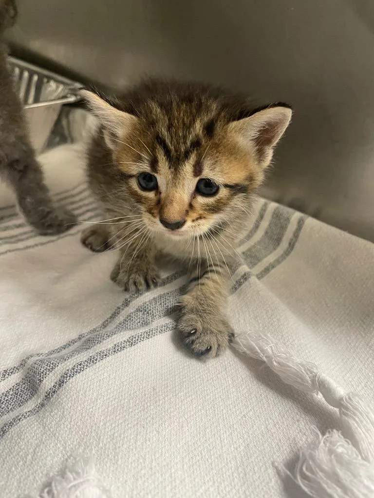 A baby small-sized female Domestic Short Hair cat named French Bread for adoption in New Braunfels, TX
