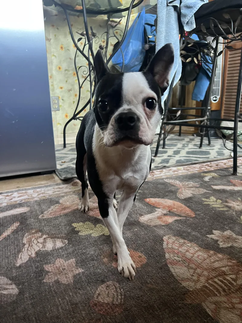 A young small-sized female Boston Terrier dog named Pebbles for adoption in Lake Mary, FL