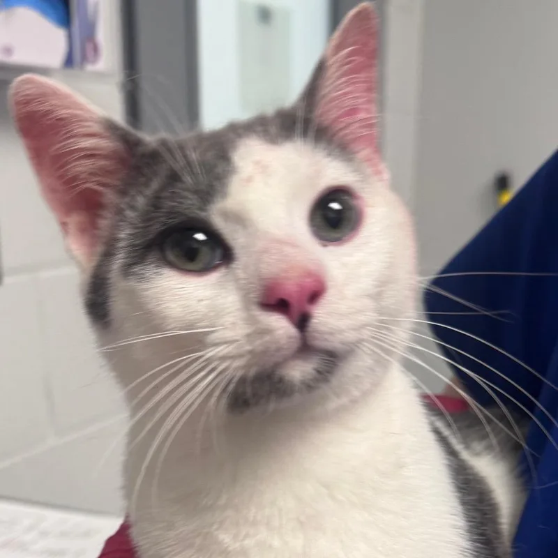 An adult medium-sized male Smoke Domestic Short Hair cat named Lonnie for adoption in Greenville, SC