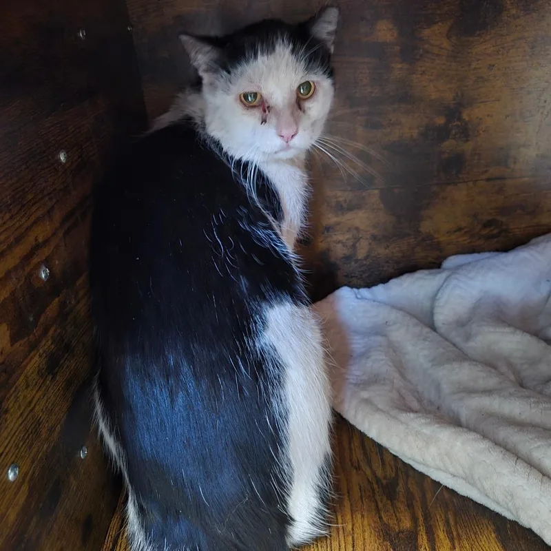 An adult small-sized male White Domestic Short Hair cat named Spot for adoption in Tucson, AZ