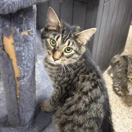 A young small-sized female Brown / Chocolate Domestic Long Hair cat named Star for adoption in Donalsonville, GA