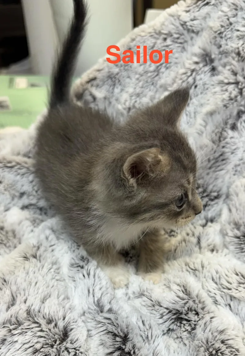 Sailor