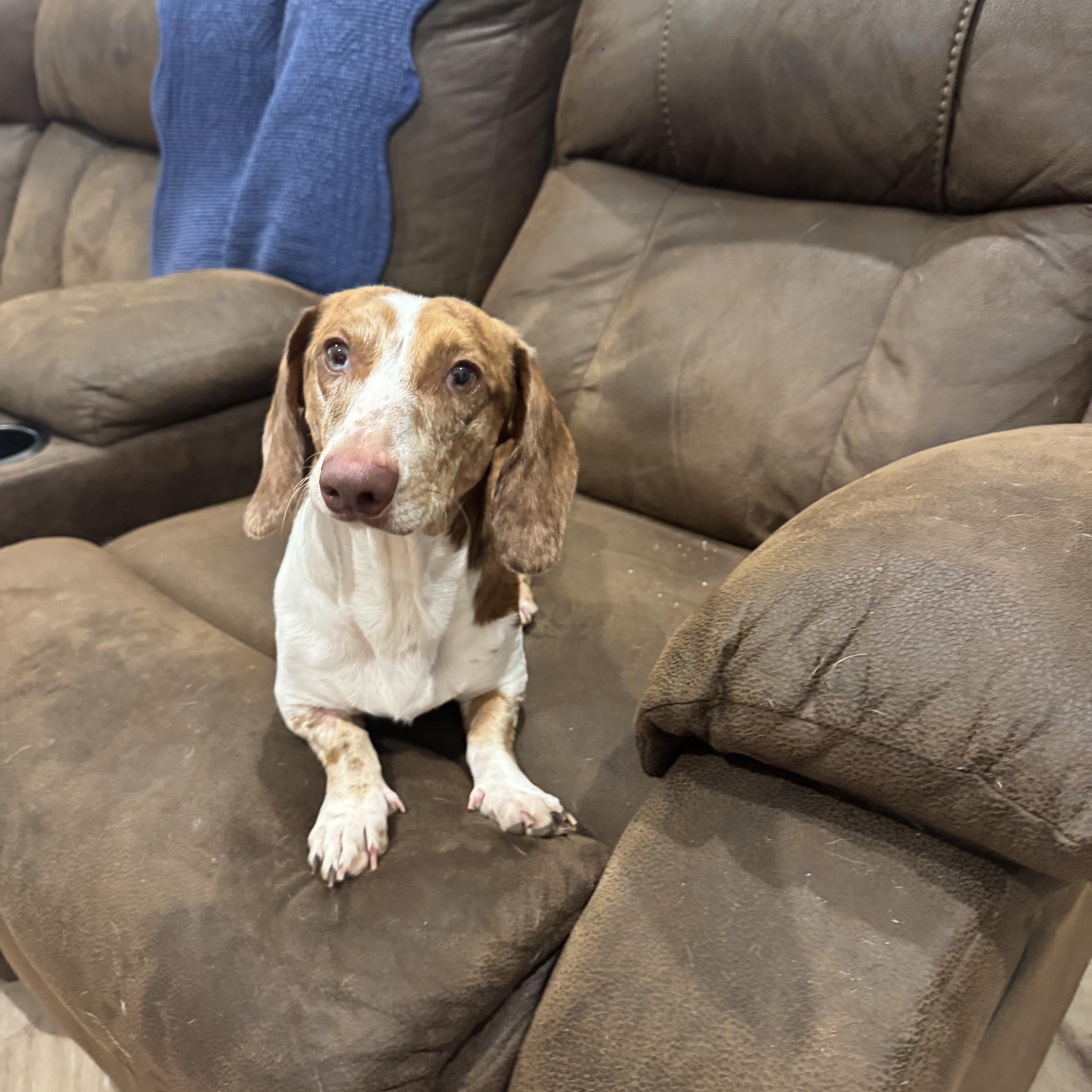 A young small-sized male Dachshund dog named Freckles for adoption in grant, AL
