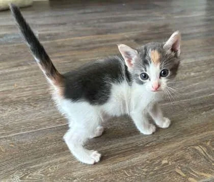 A baby medium-sized female Domestic Short Hair cat named Hope for adoption in West Memphis, AR