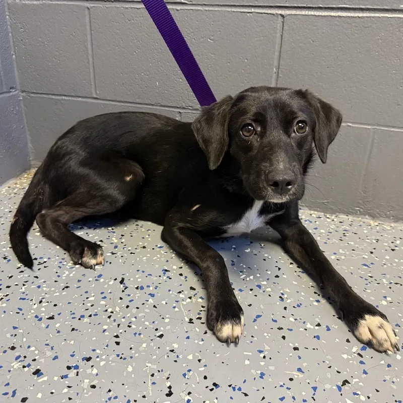 A young medium-sized female Black Labrador Retriever dog named TUSCStray for adoption in Tuscaloosa, AL
