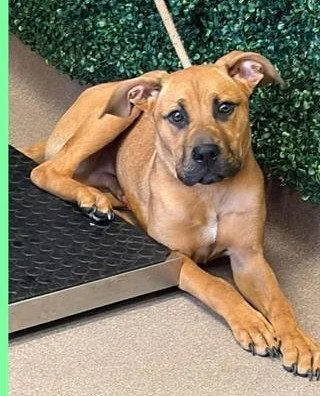 A young medium-sized male Mixed Breed dog named Scooby SCAS for adoption in Rockaway, NJ