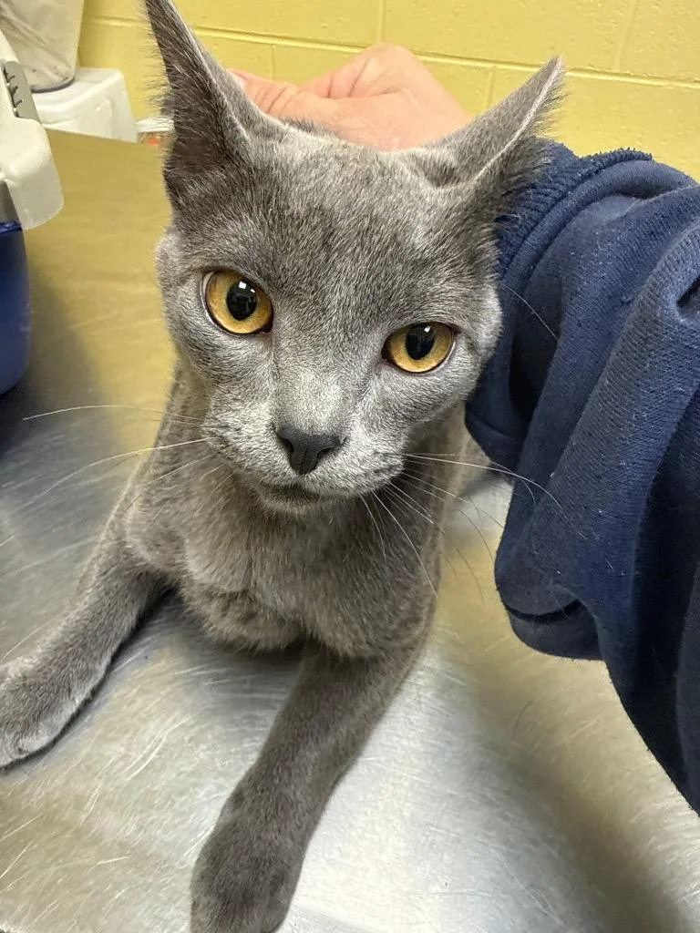 A baby small-sized male Domestic Short Hair cat named Frosty Beans for adoption in Crossville, TN