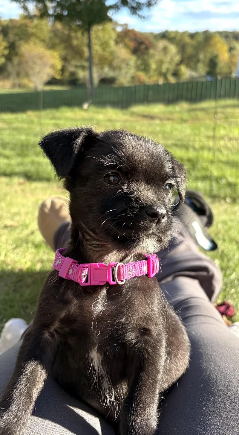 A baby medium-sized female White / Cream Standard Schnauzer dog named StellaAvail Halloween Puppies for adoption in West Grove, PA