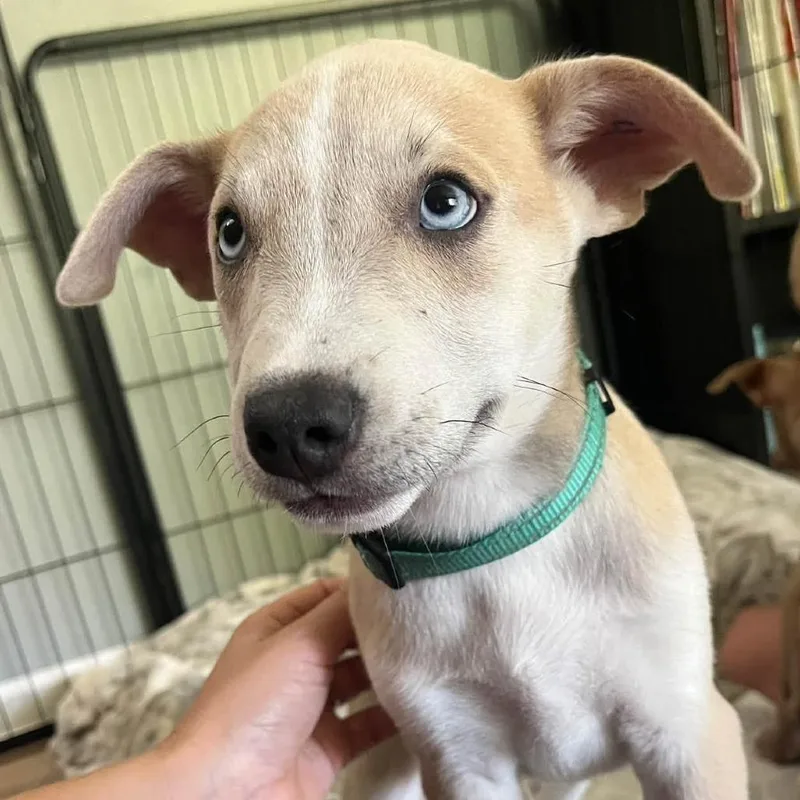 A baby small-sized female Yellow / Tan / Blond / Fawn Mixed Breed dog named Shae for adoption in West Olive, MI
