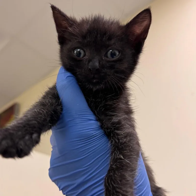 A baby small-sized female Black Domestic Short Hair cat named Hoshi for adoption in Lynchburg, VA