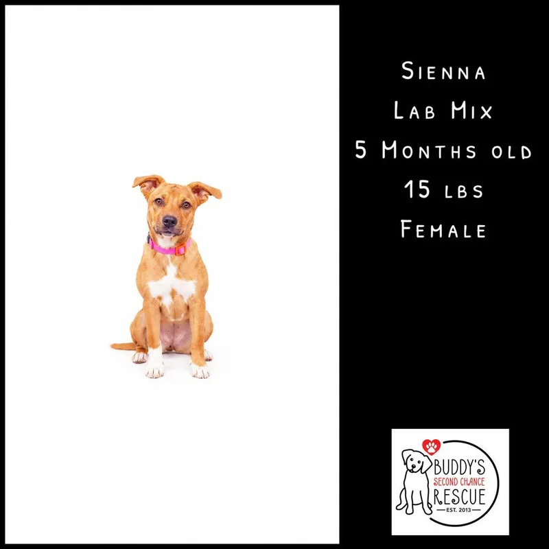 Sienna thumbnail 2