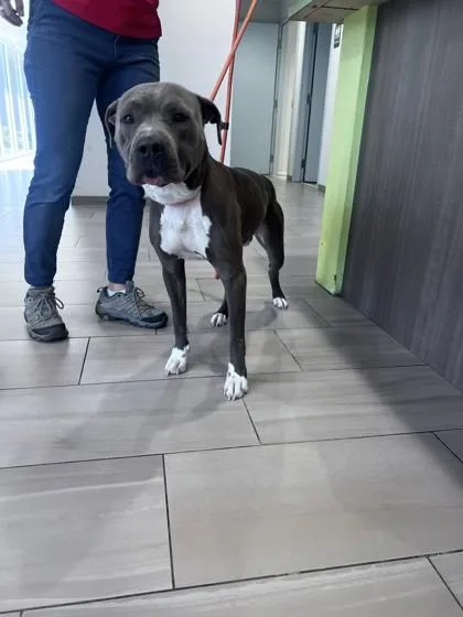 An adult medium-sized male Pit Bull Terrier dog named Peanut for adoption in Daytona Beach, FL