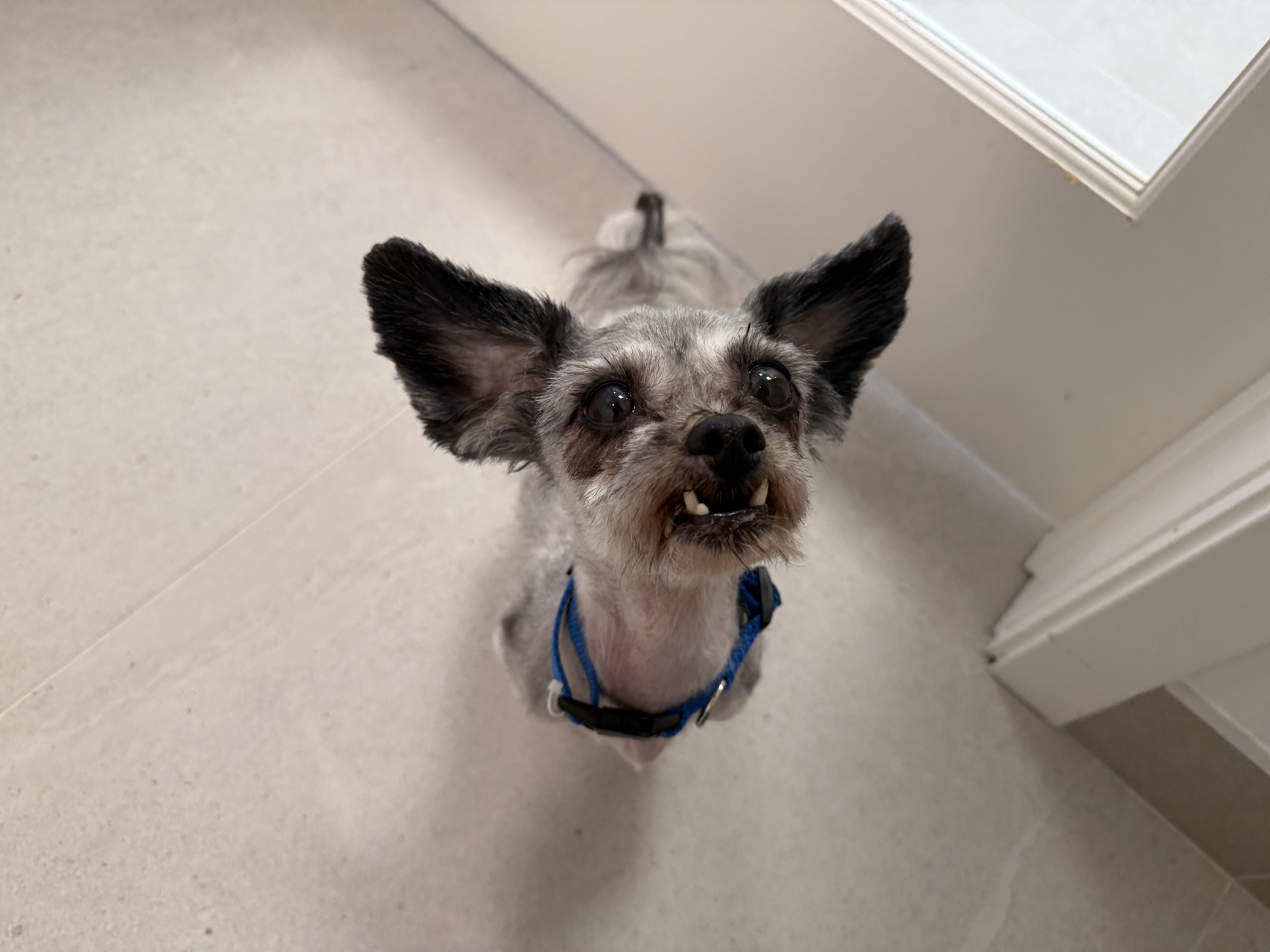 An adult small-sized female Shih Tzu dog named Java for adoption in Evanston, IL