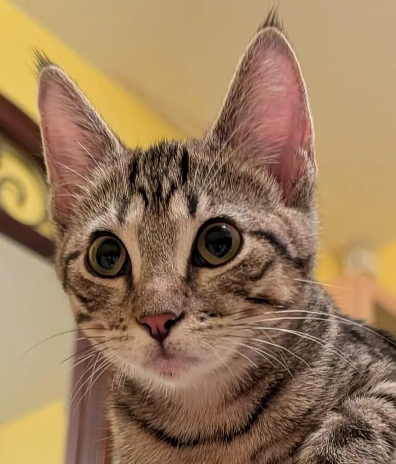 A baby small-sized female Buff & White Domestic Short Hair cat named Iggy for adoption in Chicago, IL